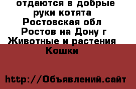 отдаются в добрые руки котята - Ростовская обл., Ростов-на-Дону г. Животные и растения » Кошки   
